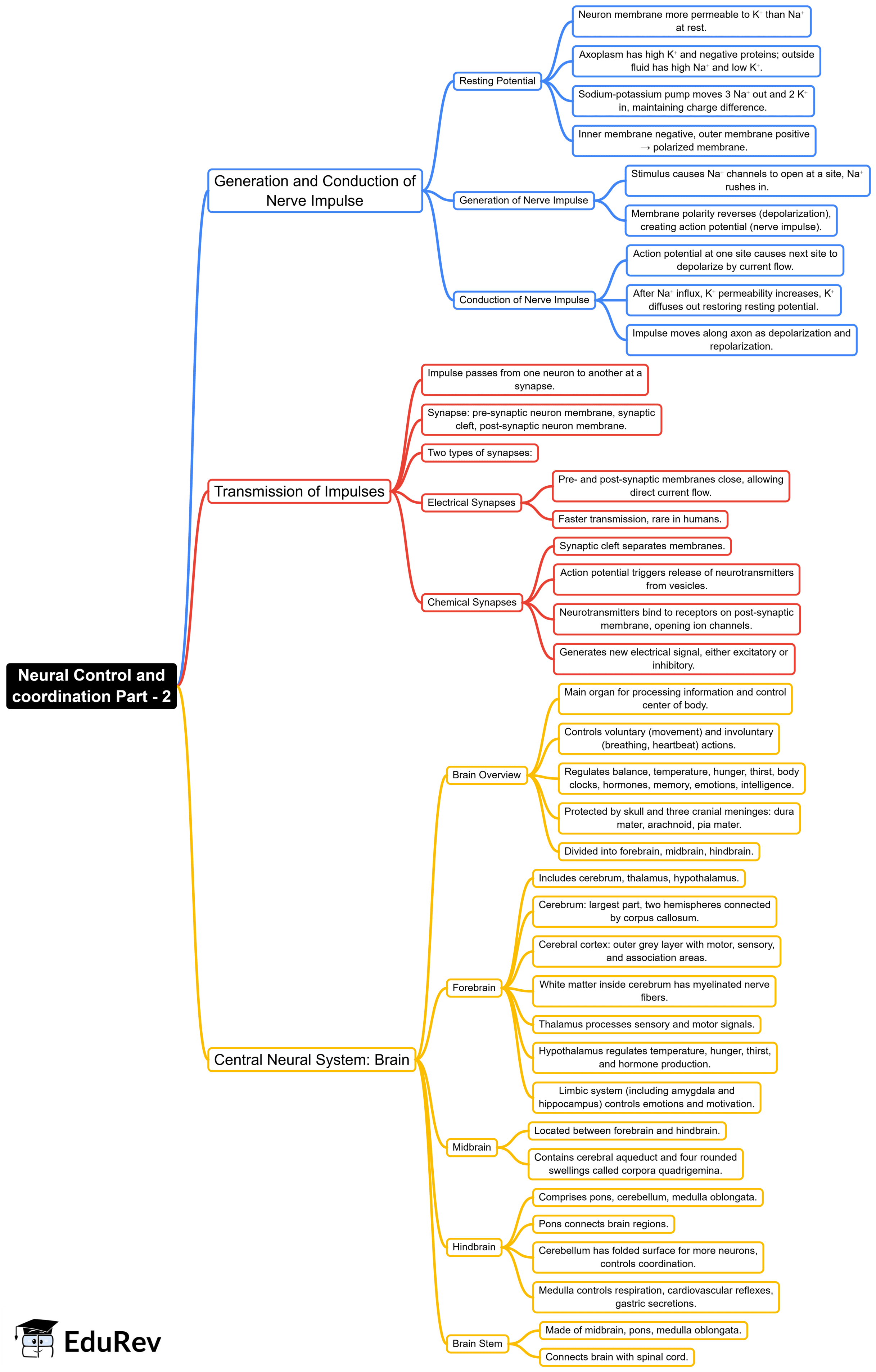 Mind Map: Neural Control and Coordination