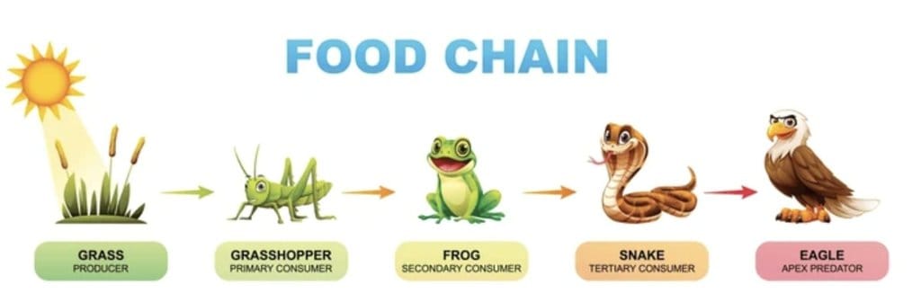 1. Food Chain