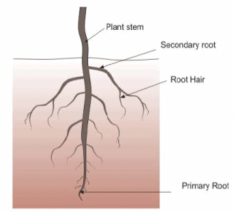 Soil Water Plant Relationships (Part - 3) - Civil Engineering (CE) PDF