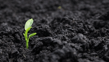 Black Soil