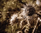   Olga Gerrard Plant seeds