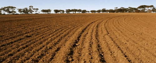 Alluvial Soil