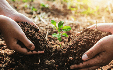 Soil