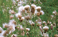 Kenneth Rowley Plant seeds