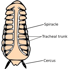 Cockroach Respiration