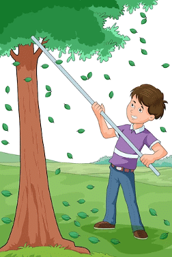 Tree: Living or Non-Living?