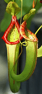 Pitcher plant Nepenthes