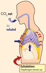 Exhalation Process