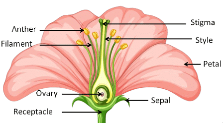 Plant Life Chapter Notes | Science Class 5
