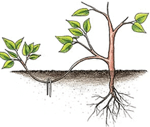 Plant Life Chapter Notes | Science Class 5