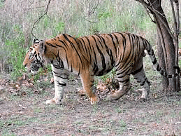 How to Tell Wild Animals Summary Class 10 English First Flight Chapter 4