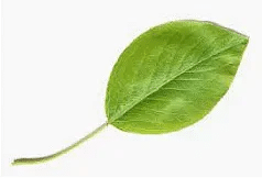 Worksheet Solutions: The Plant Fairy - 1 | EVS for Class 3