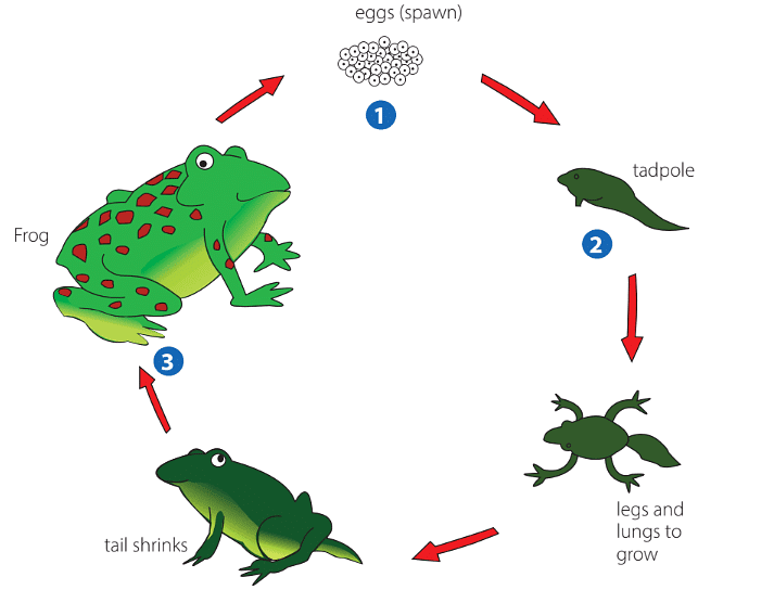 Life Cycle of a Frog