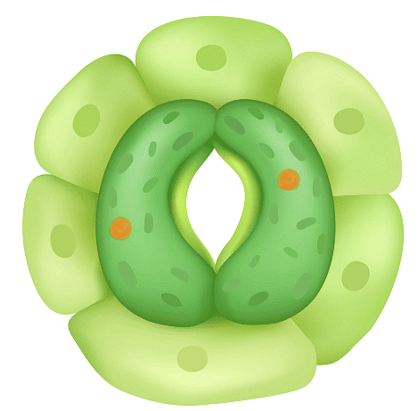 Stomata