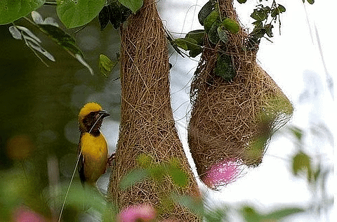 Weaverbird