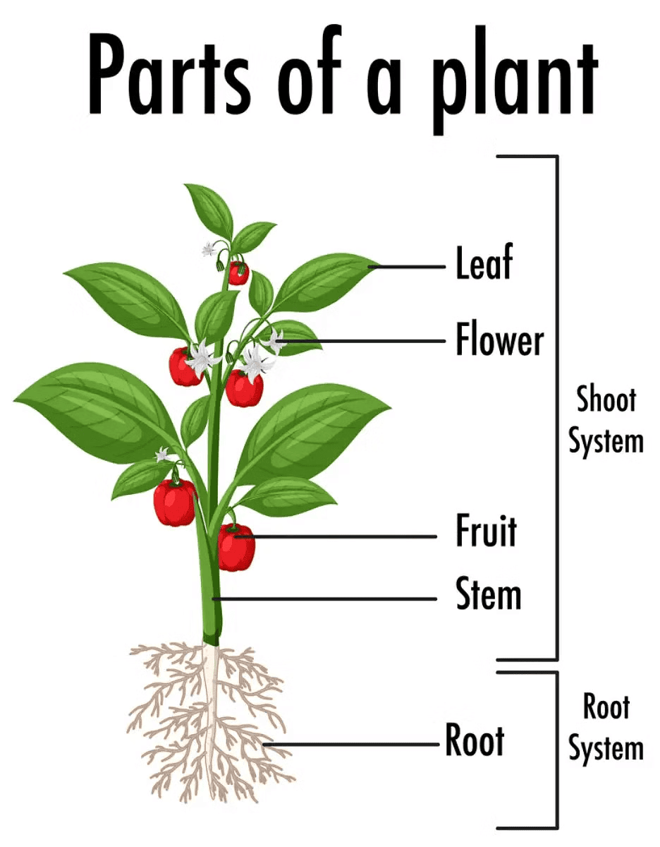 NCERT Summary: Getting to Know Plants | Science for Grade 6