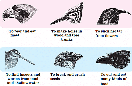 Types of Bird Beaks