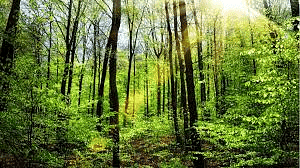 The Trees Summary Class 10 English First Flight Chapter 7