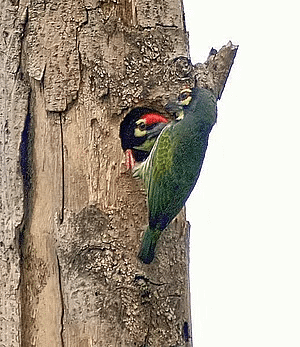 Barbet 