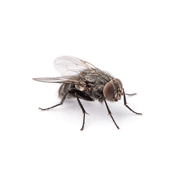 A Treat for Mosquitoes - 1 Class 5 Worksheet EVS Chapter 8