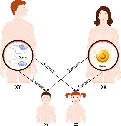 Reaching the Age of Adolescence Class 8 Notes Science Chapter 7