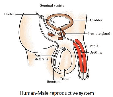 How do Organisms Reproduce Class 10 Notes Science Chapter 7