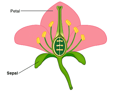 Plant Life - 1 Class 5 Worksheet Science