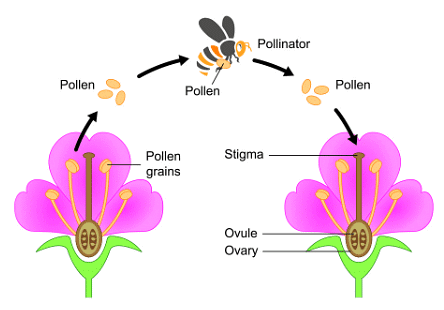 Pollination