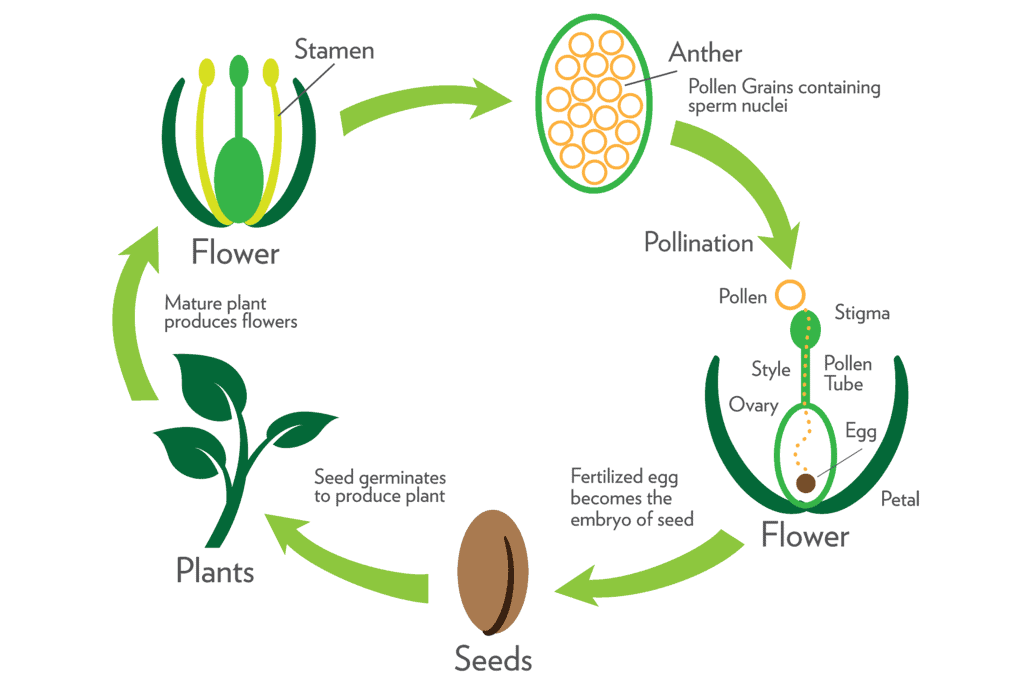 How do Organisms Reproduce Class 10 Notes Science Chapter 7