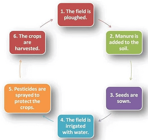Plant Life Chapter Notes | Science Class 5