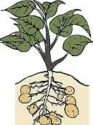 Worksheet Solutions: The Plant Fairy - 1 | EVS for Class 3