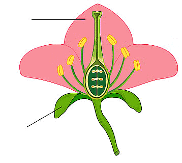 Plant Life - 1 Class 5 Worksheet Science