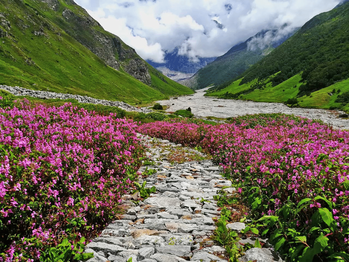The Valley of Flowers