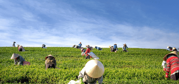Class 8 Social Science Agriculture CBSE Worksheets