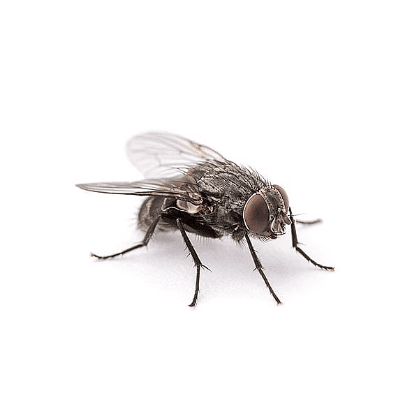 A Treat for Mosquitoes - 1 Class 5 Worksheet EVS Chapter 8