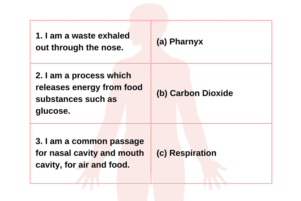 From Tasting to Digesting - 1 Class 5 Worksheet EVS Chapter 3