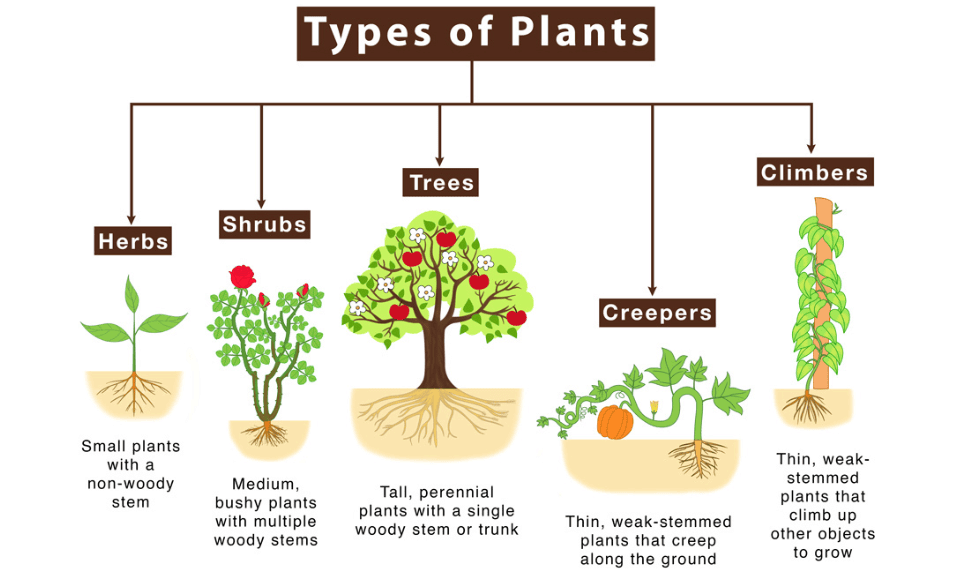 NCERT Summary: Getting to Know Plants | Science for Grade 6