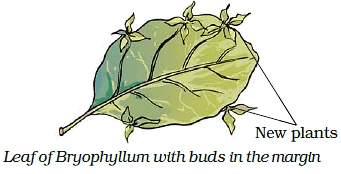 Reproduction in Plants Class 7 Notes Science Chapter 8