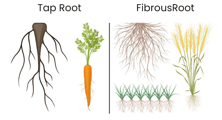 NCERT Summary: Getting to Know Plants | Science for Grade 6