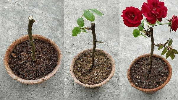 Plant Life Chapter Notes | Science Class 5