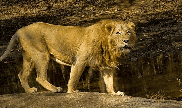 How to Tell Wild Animals Summary Class 10 English First Flight Chapter 4