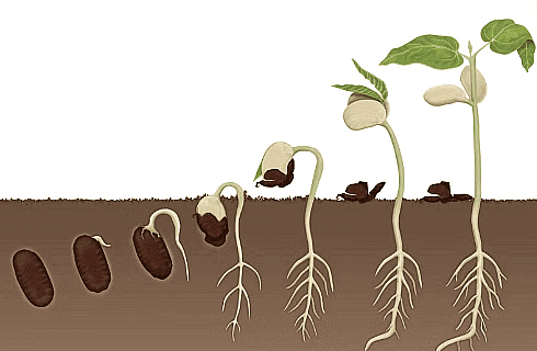 Plant Life Chapter Notes | Science Class 5