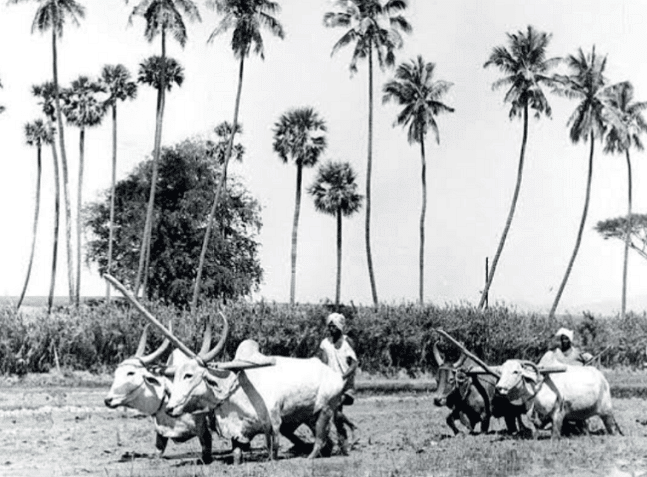 Kheda Farmers