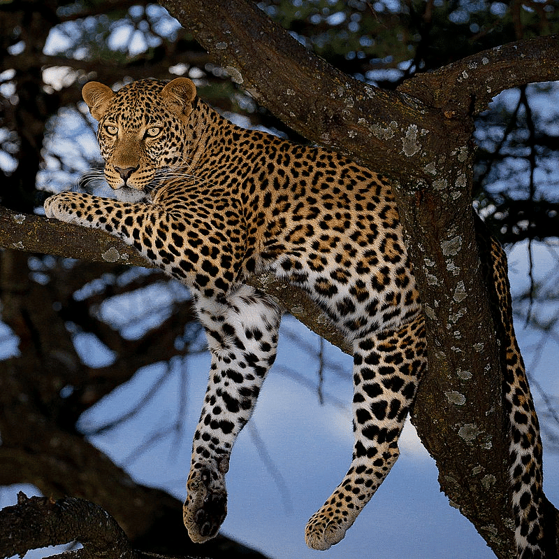 How to Tell Wild Animals Summary Class 10 English First Flight Chapter 4