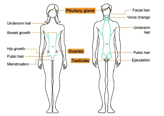 Reaching the Age of Adolescence Class 8 Notes Science Chapter 7