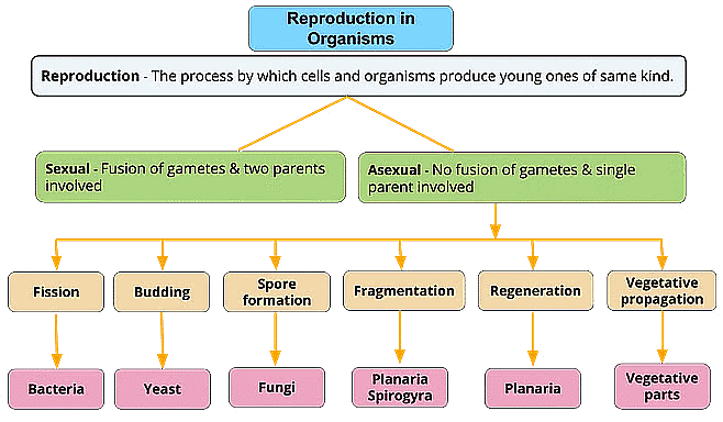 How do Organisms Reproduce Class 10 Notes Science Chapter 7