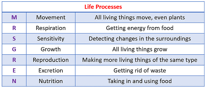Life Processes: Nutrition & Metabolism | Science Class 10