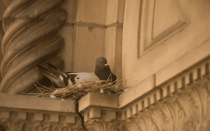 Pigeon Nest