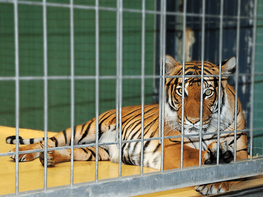 A Tiger in the Zoo Summary Class 10 English First Flight Chapter 3