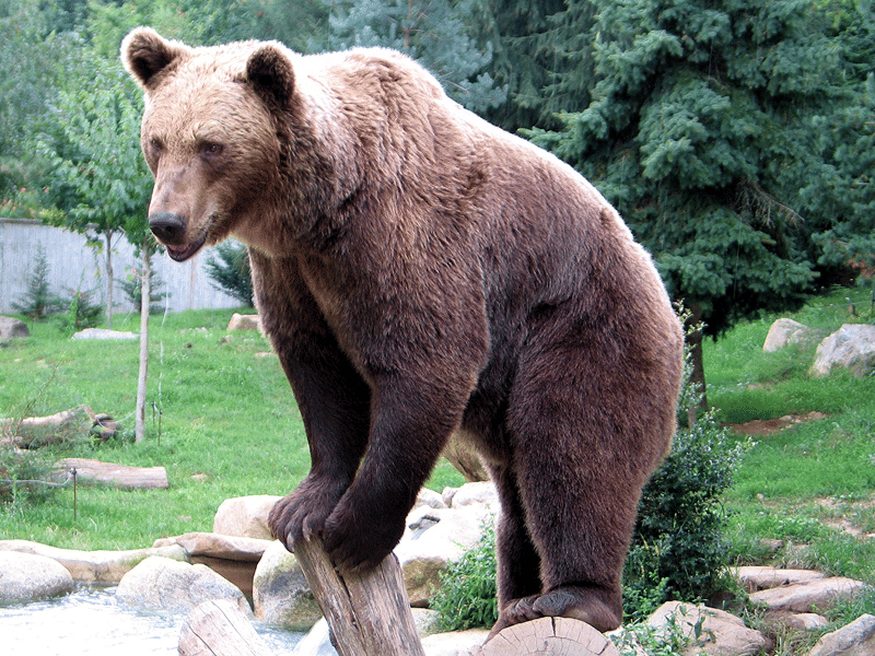 How to Tell Wild Animals Summary Class 10 English First Flight Chapter 4